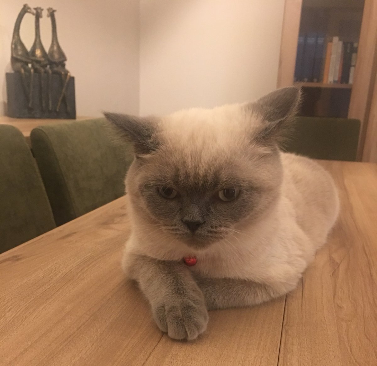 Шотландский кот Блю поинт прямоухий