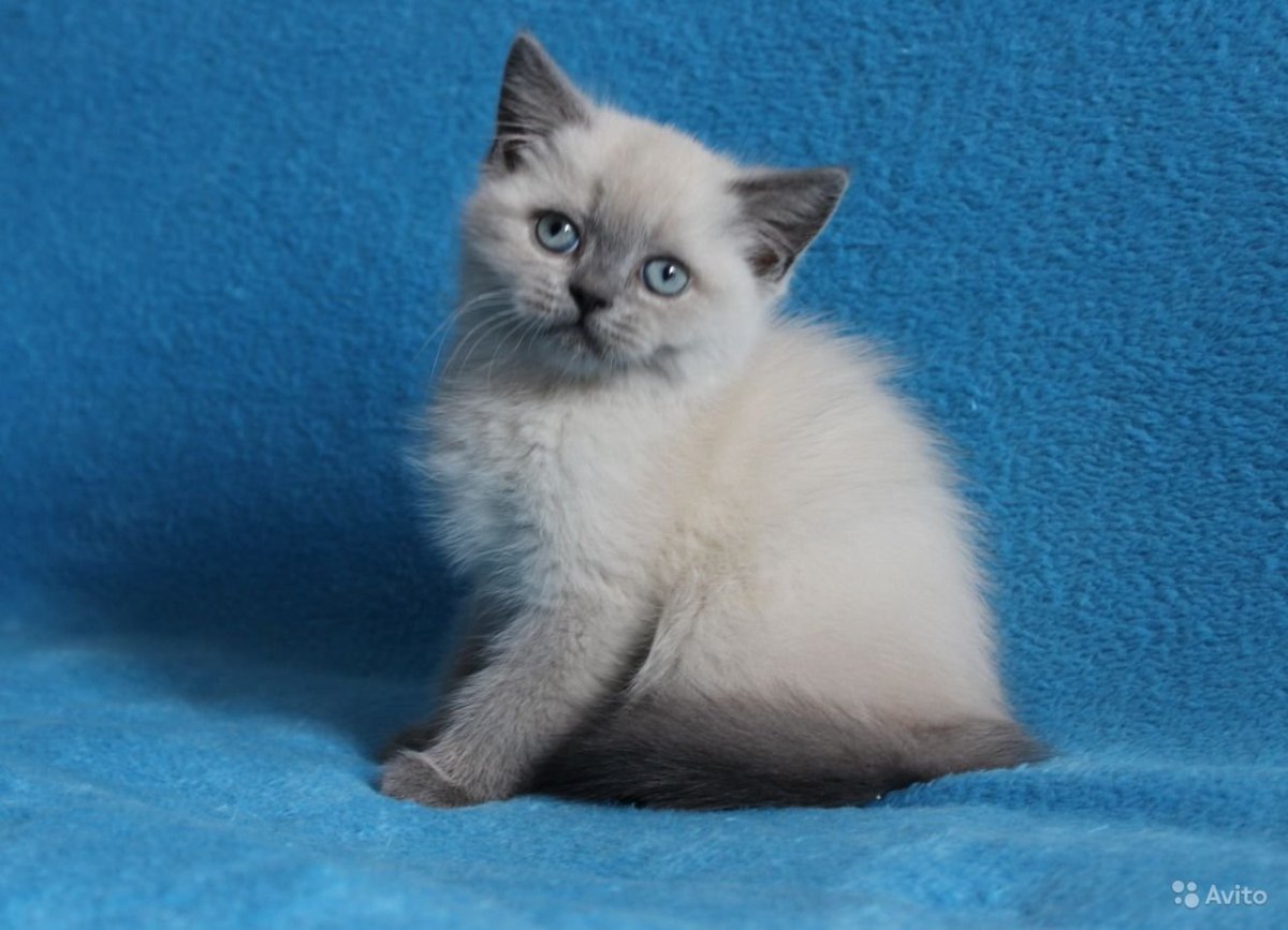 Британская кошка блю пойнт