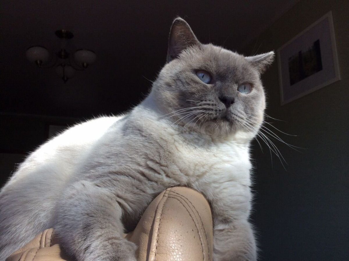 Блю колор-Пойнт кошка