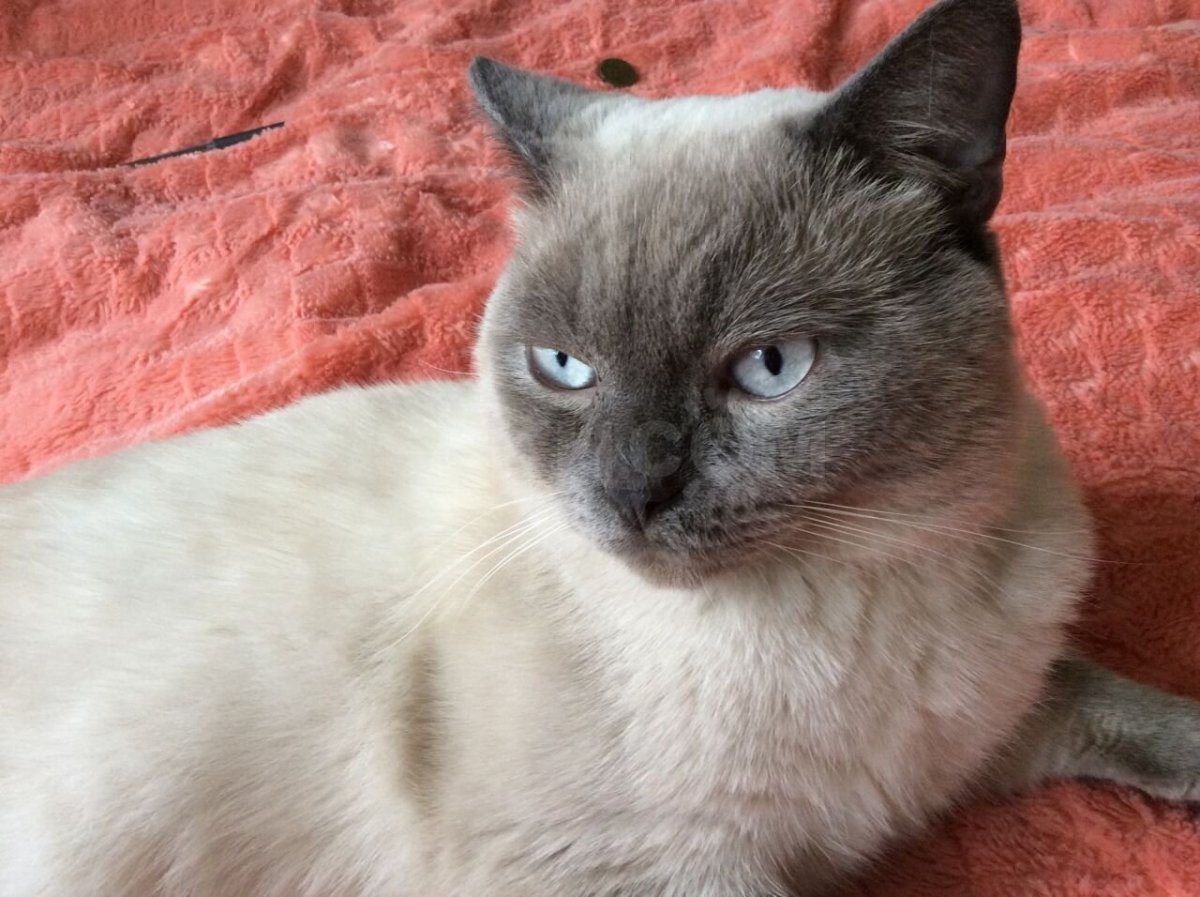 Шотландская колор Пойнт