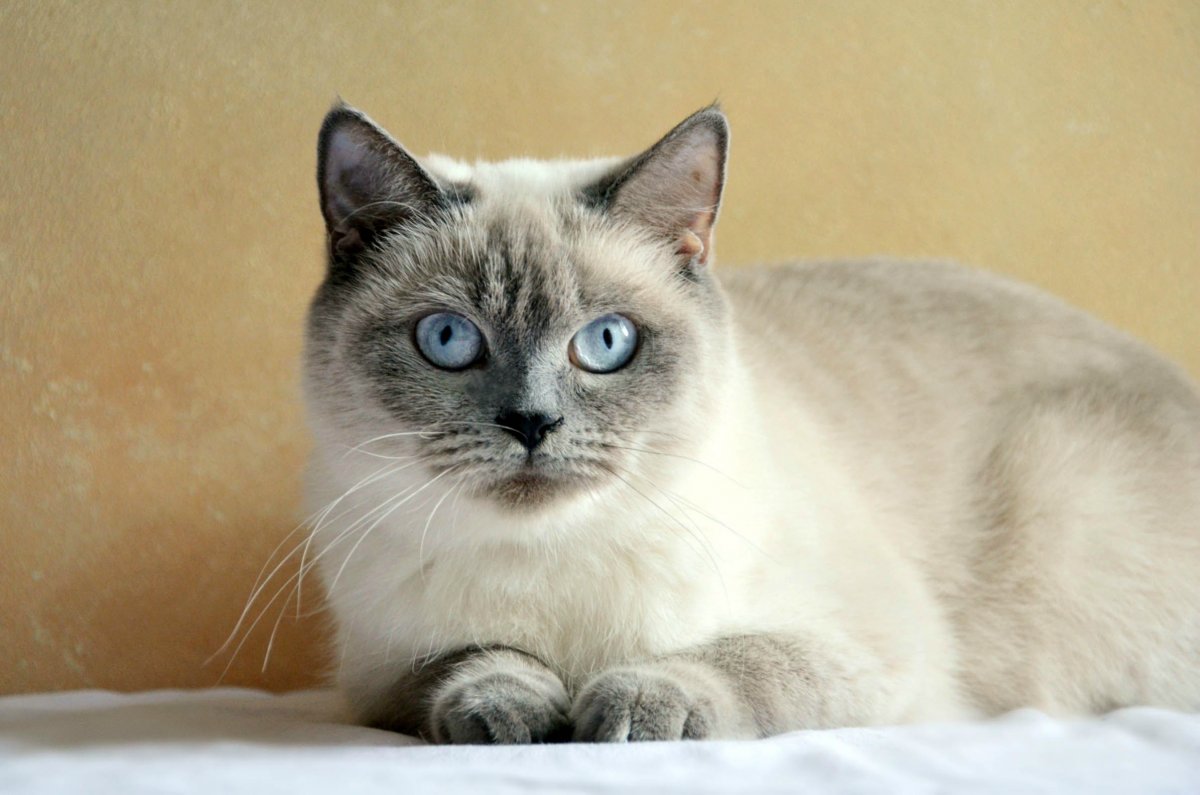 Шотландская кошка Лилак поинт