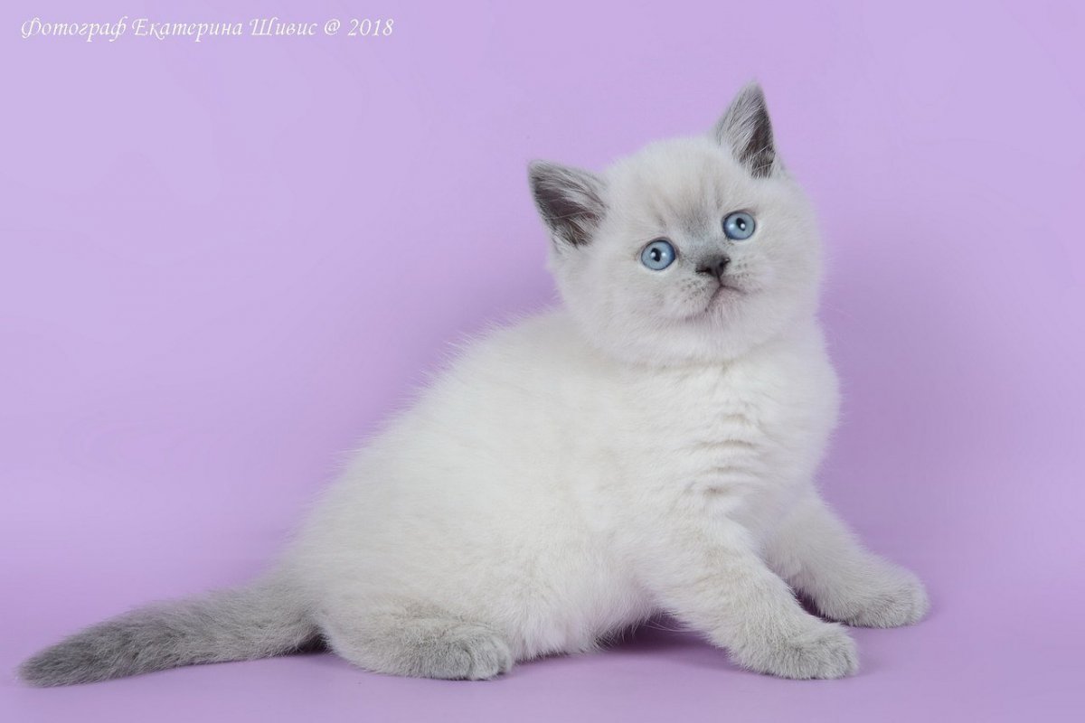 Сиамская кошка Блю-Пойнт