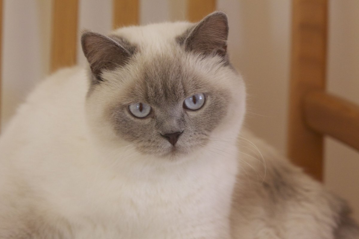 Шотландская кошка Блю Пойнт