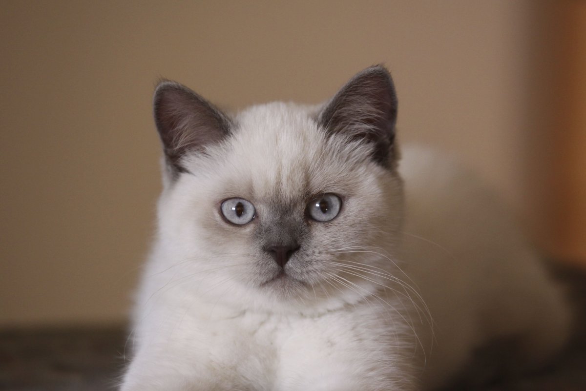 Британский Блю Пойнт