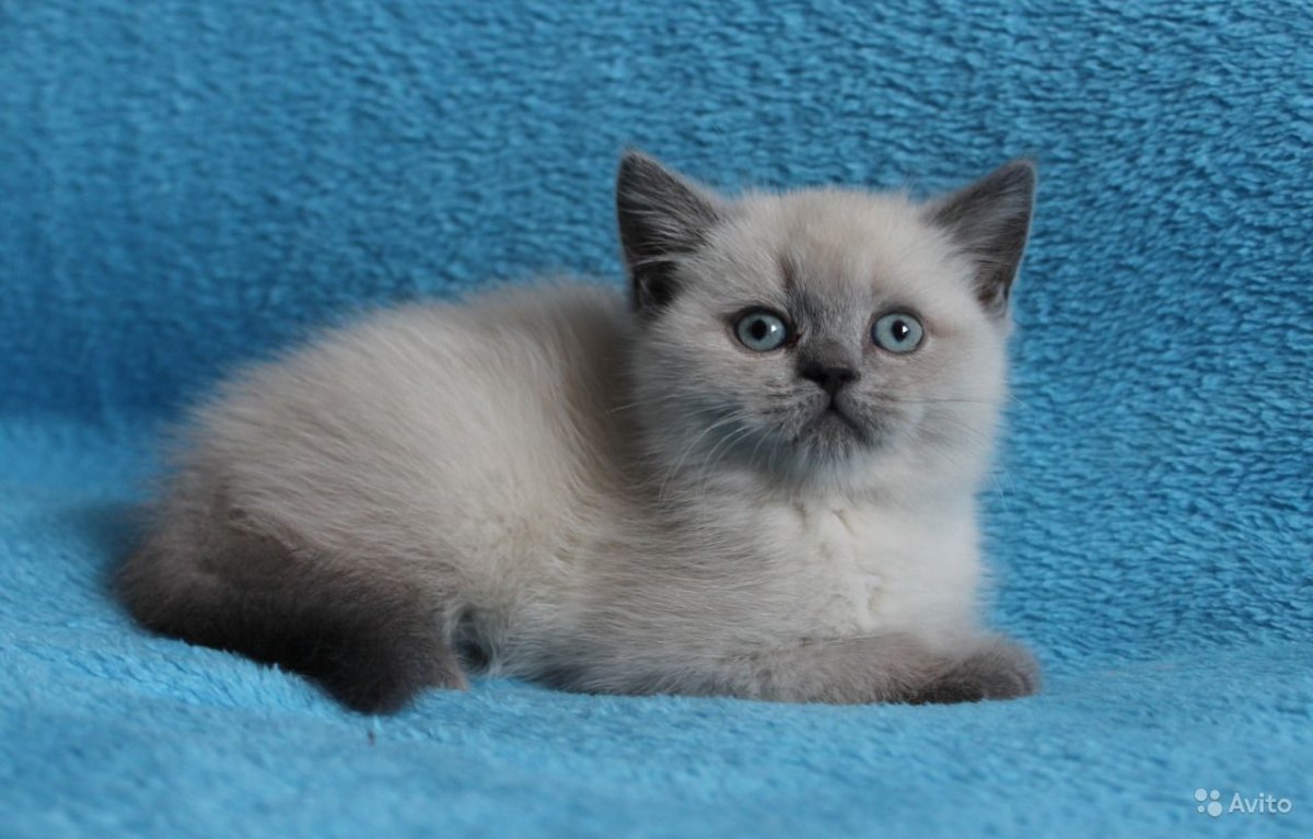 Британская кошка Блю Пойнт