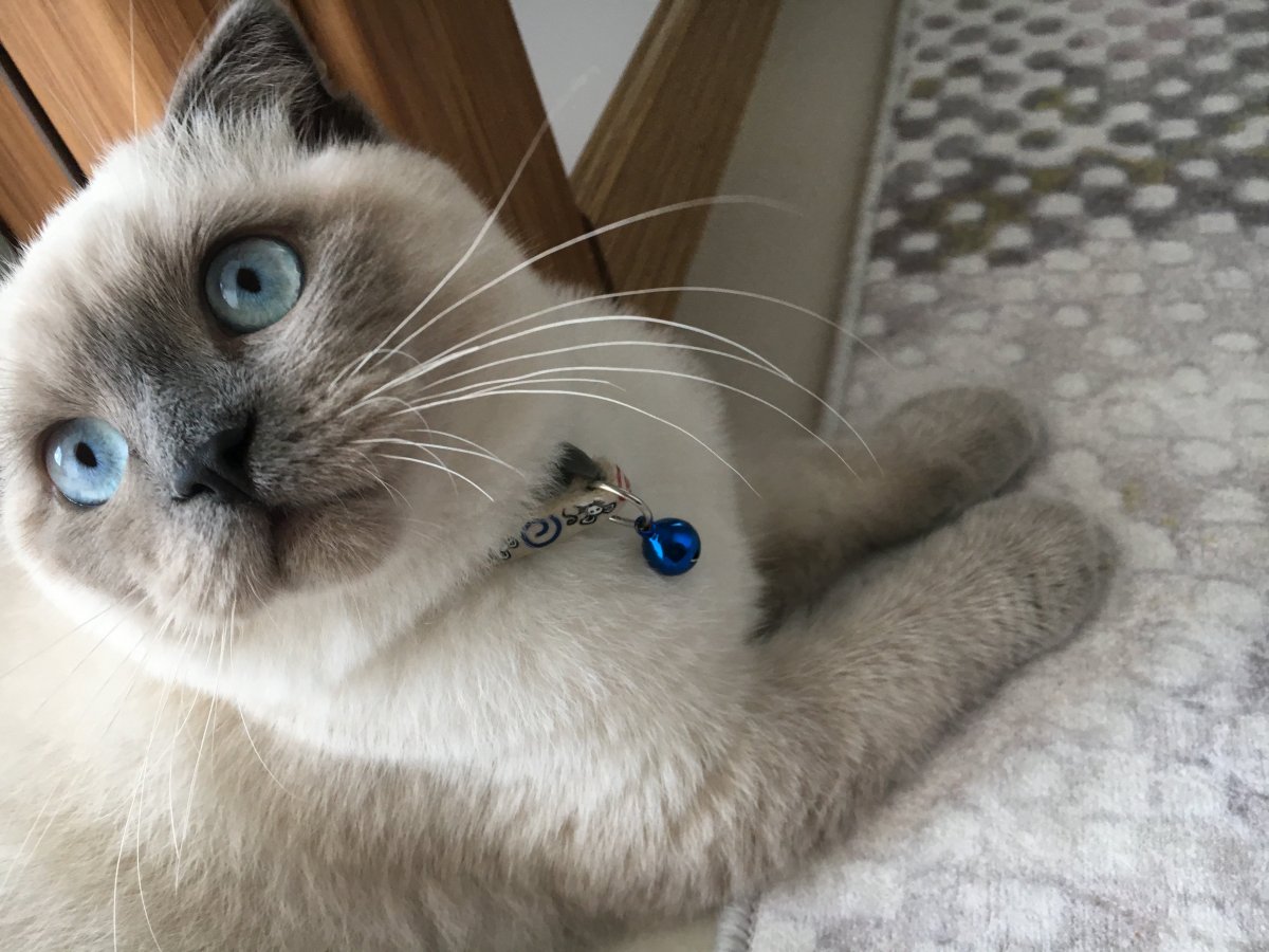 Британская кошка Блю Пойнт