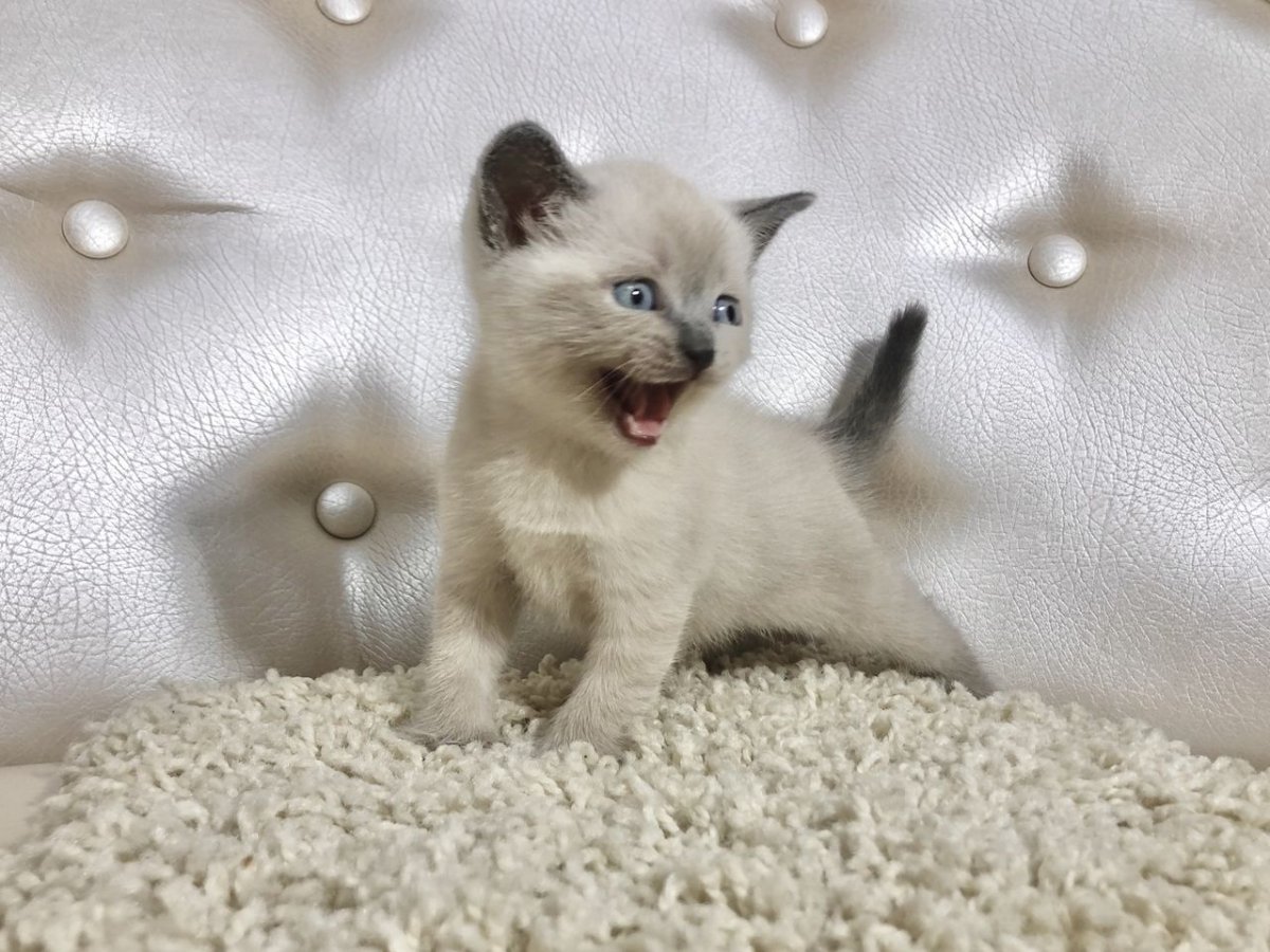 Букет из котят Блю поинт