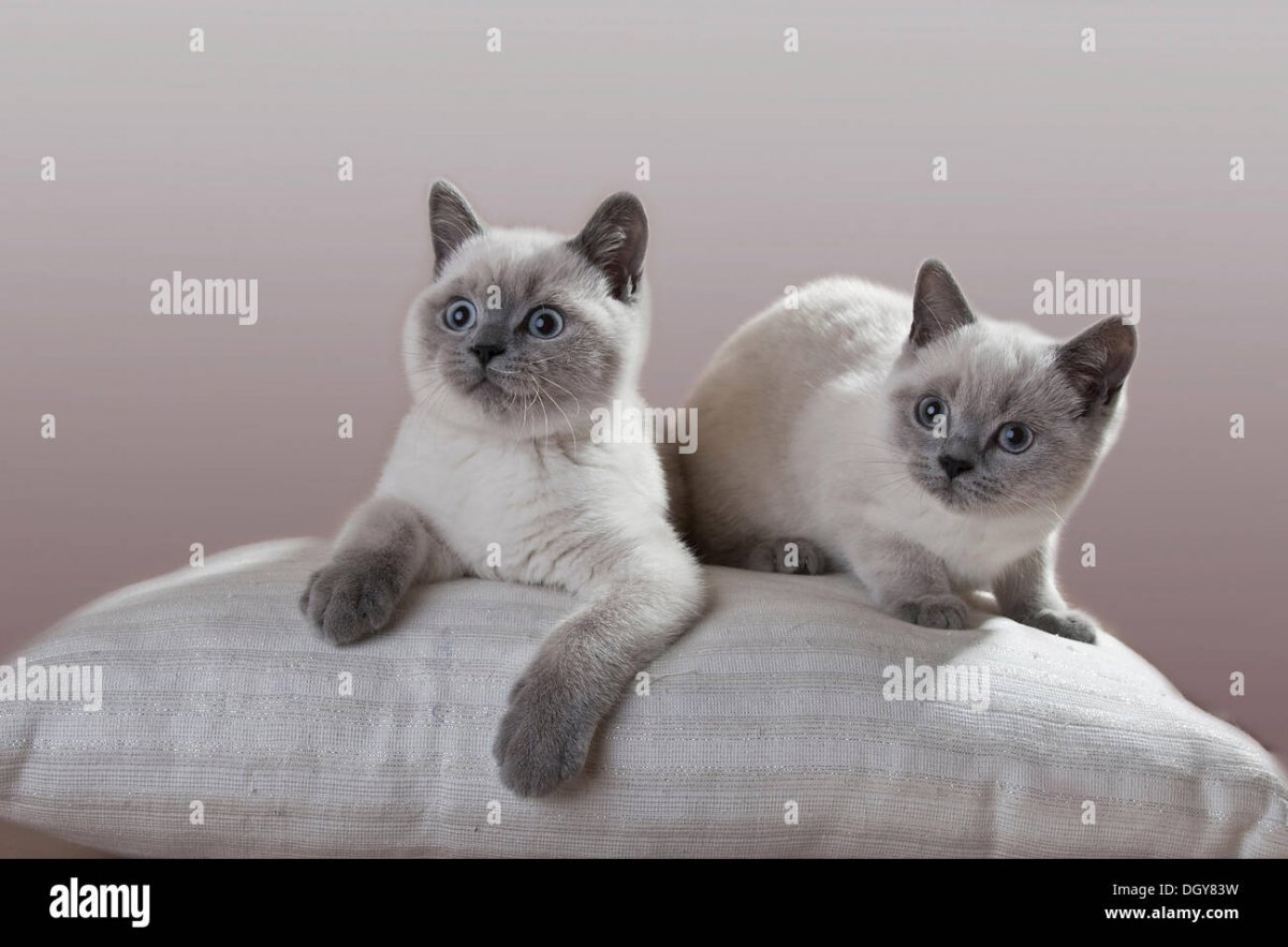 Блю Пойнт а33 Шотландская