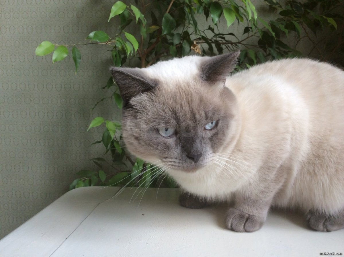 Шотландец голубой колорпойнд