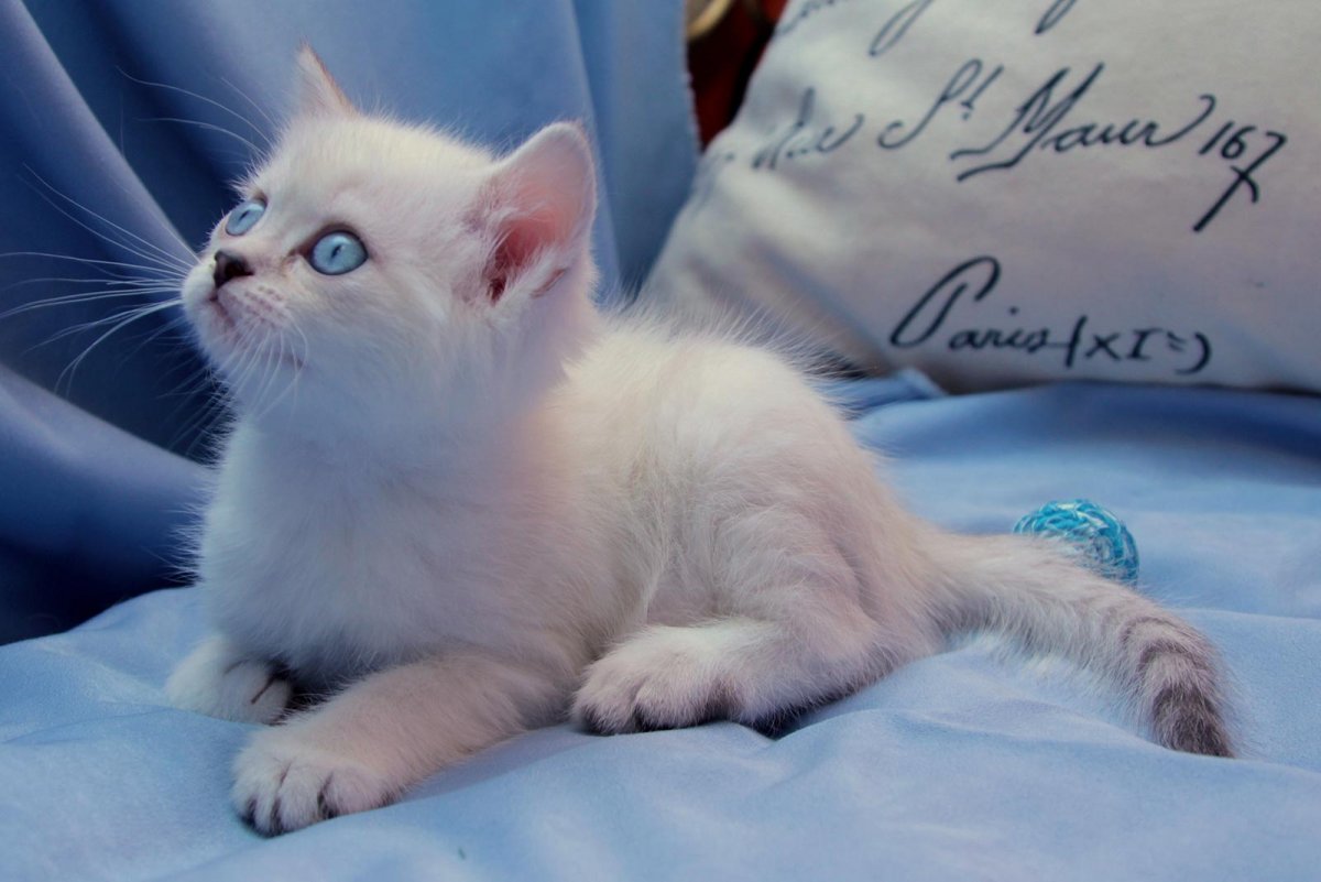 Блюпоинт тайская кошка