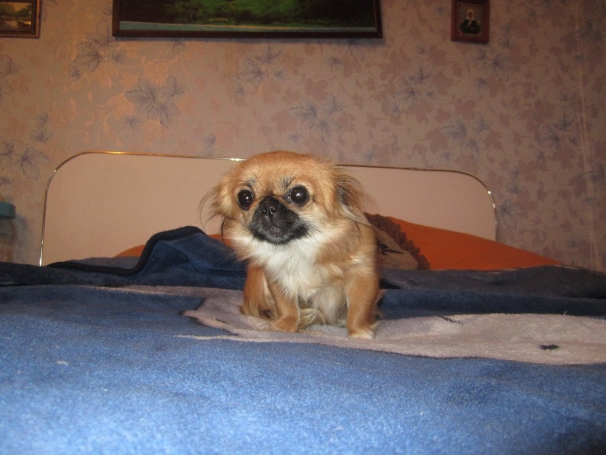 Метис таксы и пекинеса