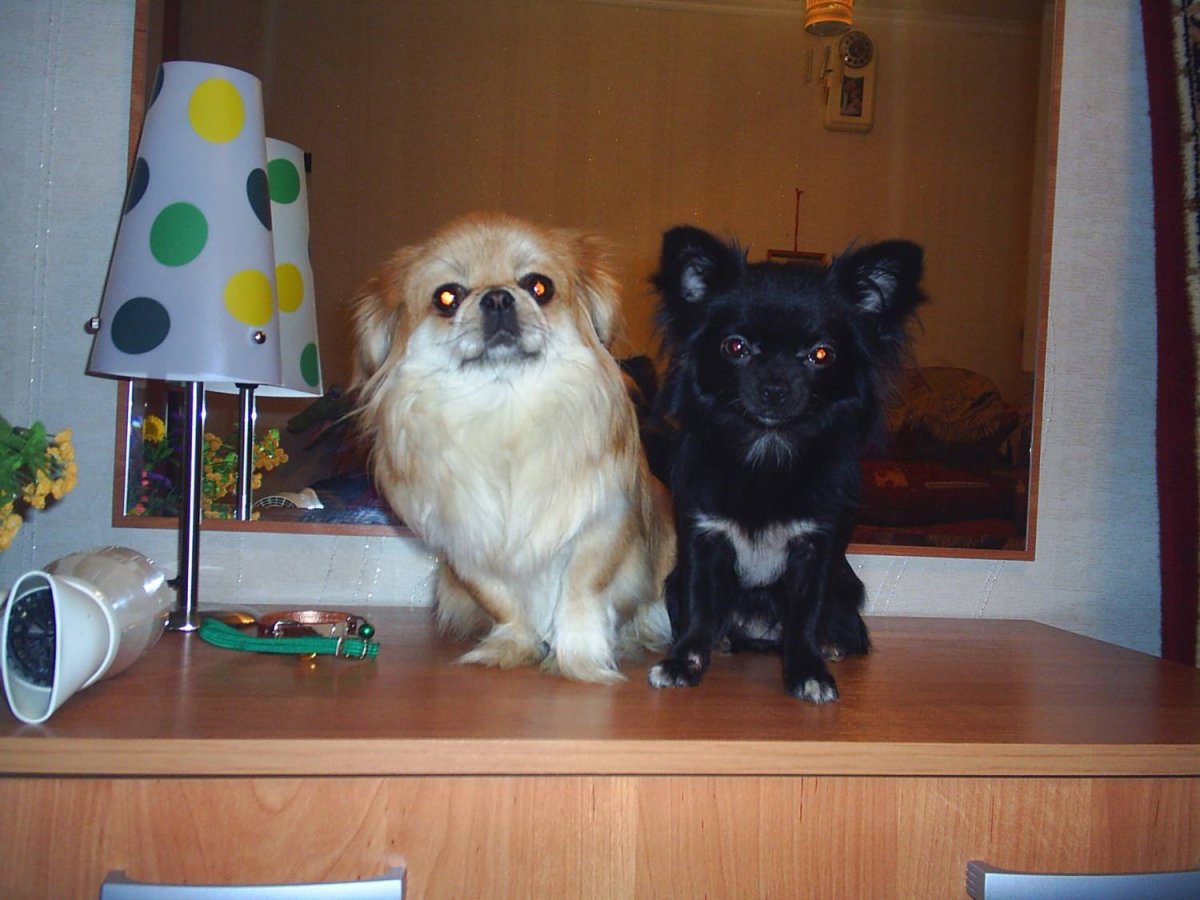 Метис чихуахуа и пекинеса