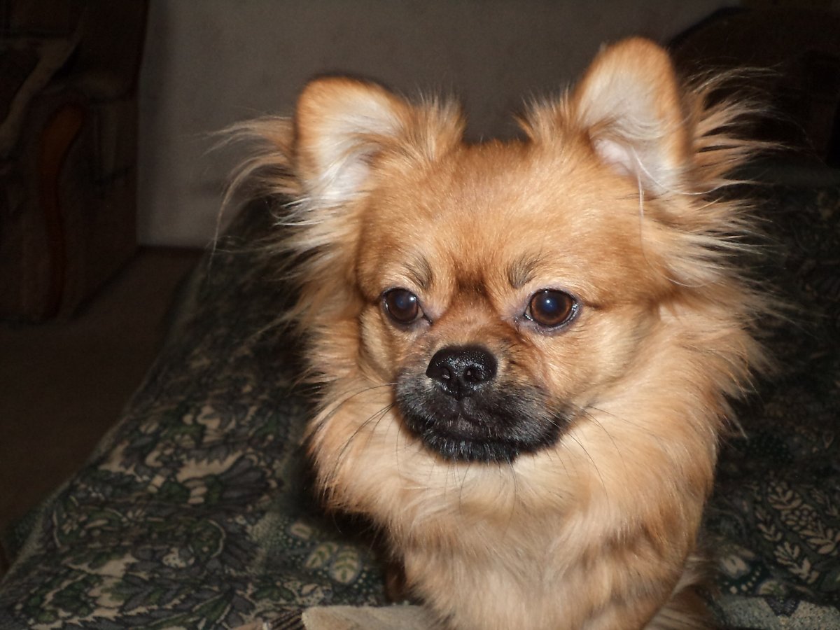 Помесь чихуахуа и пекинеса