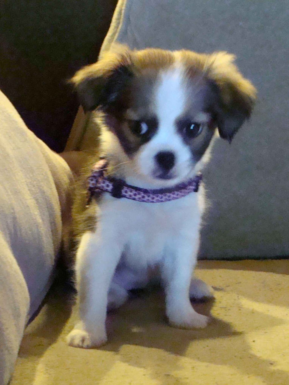 Помесь Йорка и пекинеса