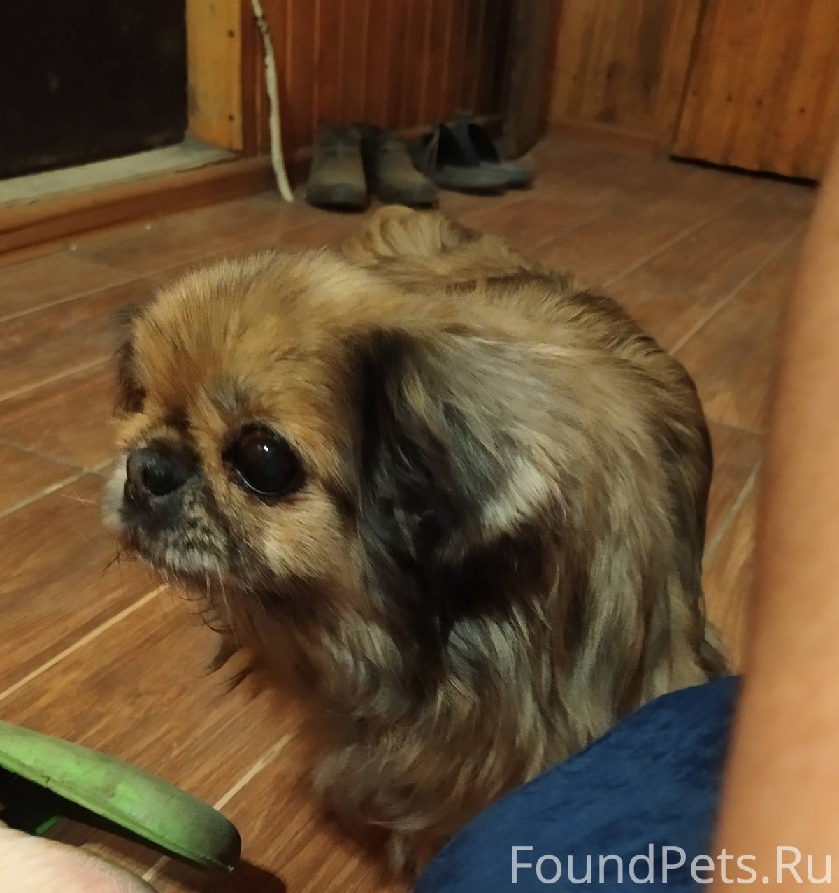 Помесь чихуахуа и пекинеса