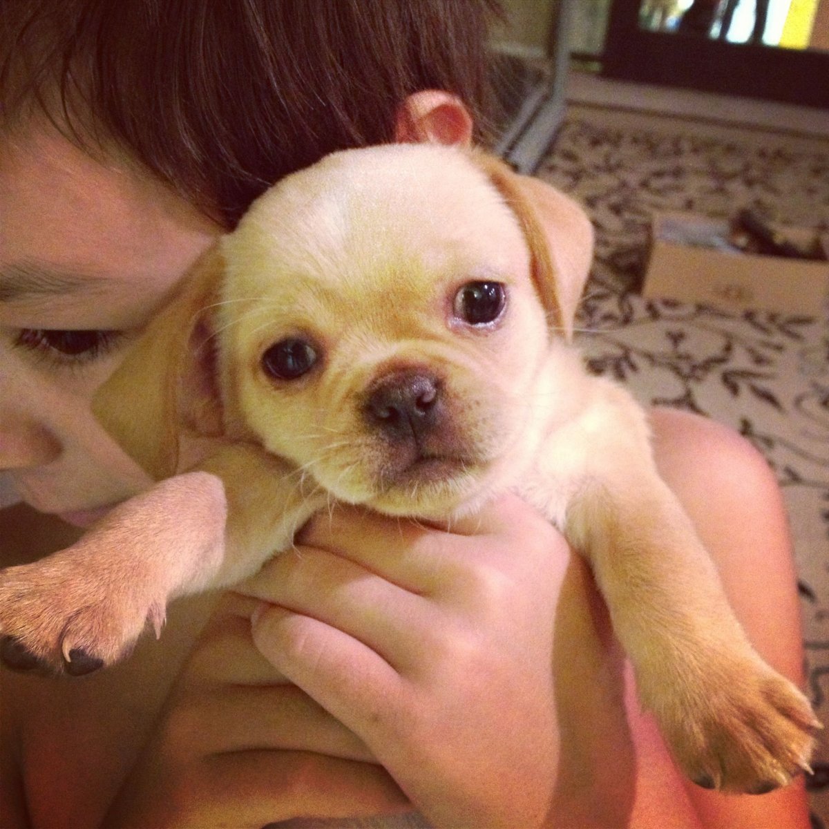 Метис пекинеса и дворняги