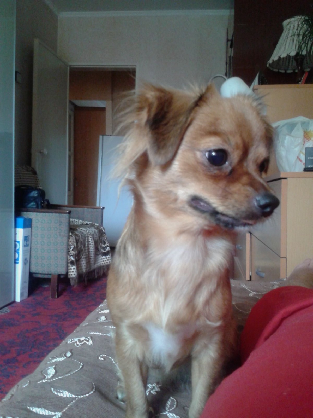 Японский Хин и чихуахуа