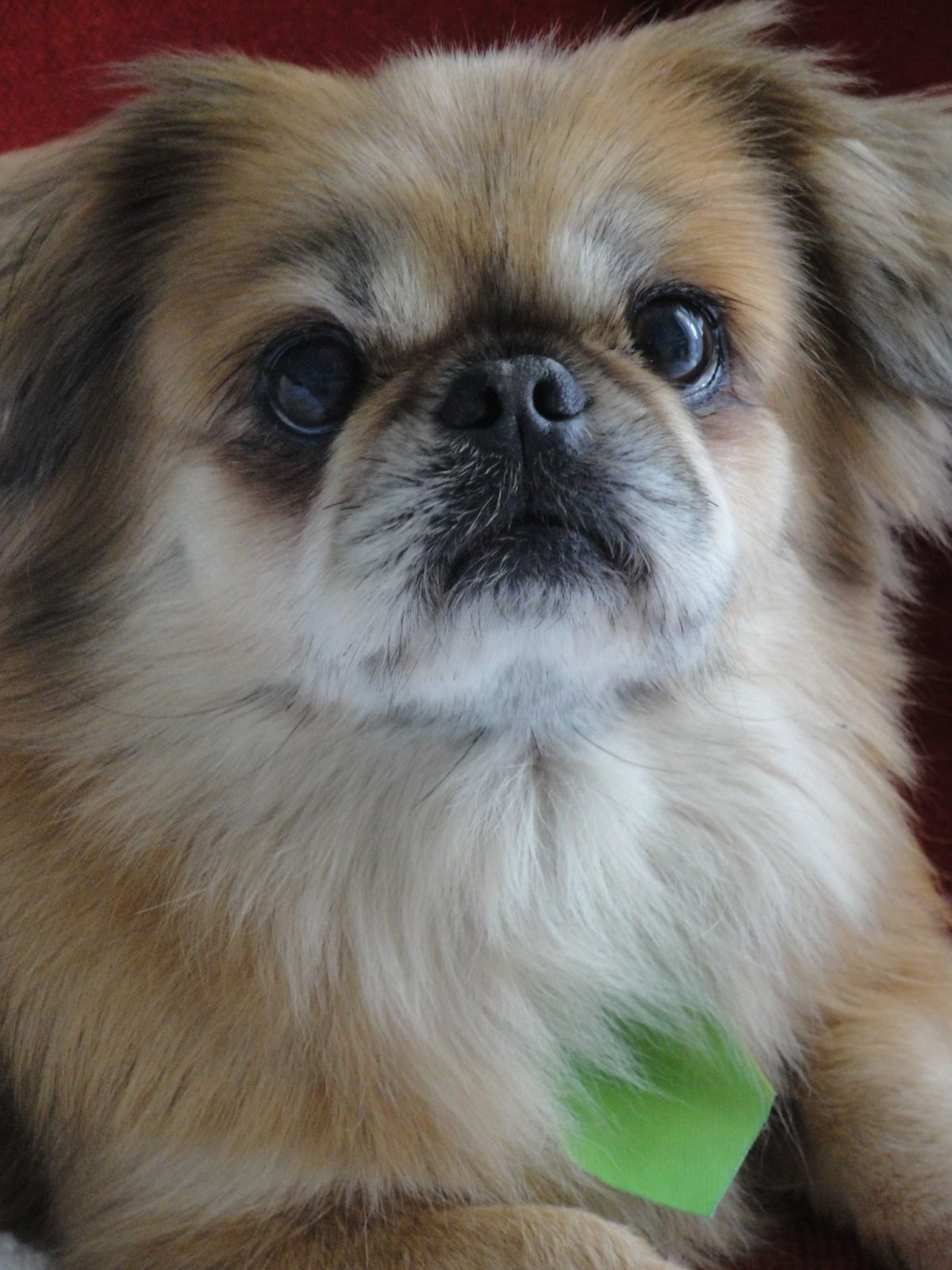 Пекинес и чихуахуа