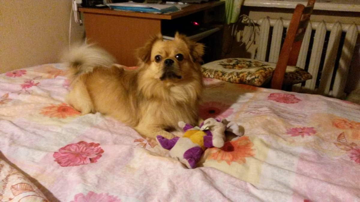 Смесь чихуахуа и пекинеса