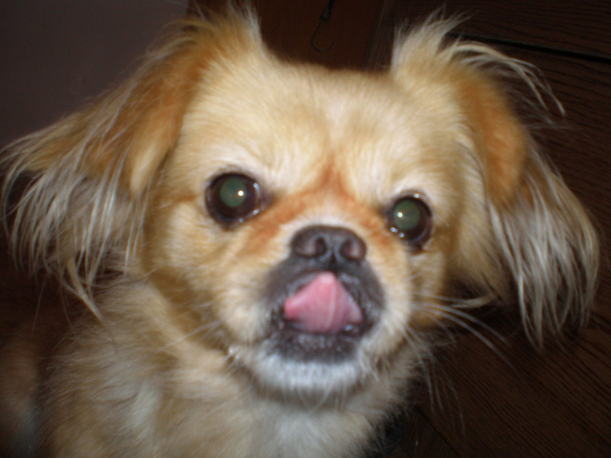 Японский Хин и Пекинес