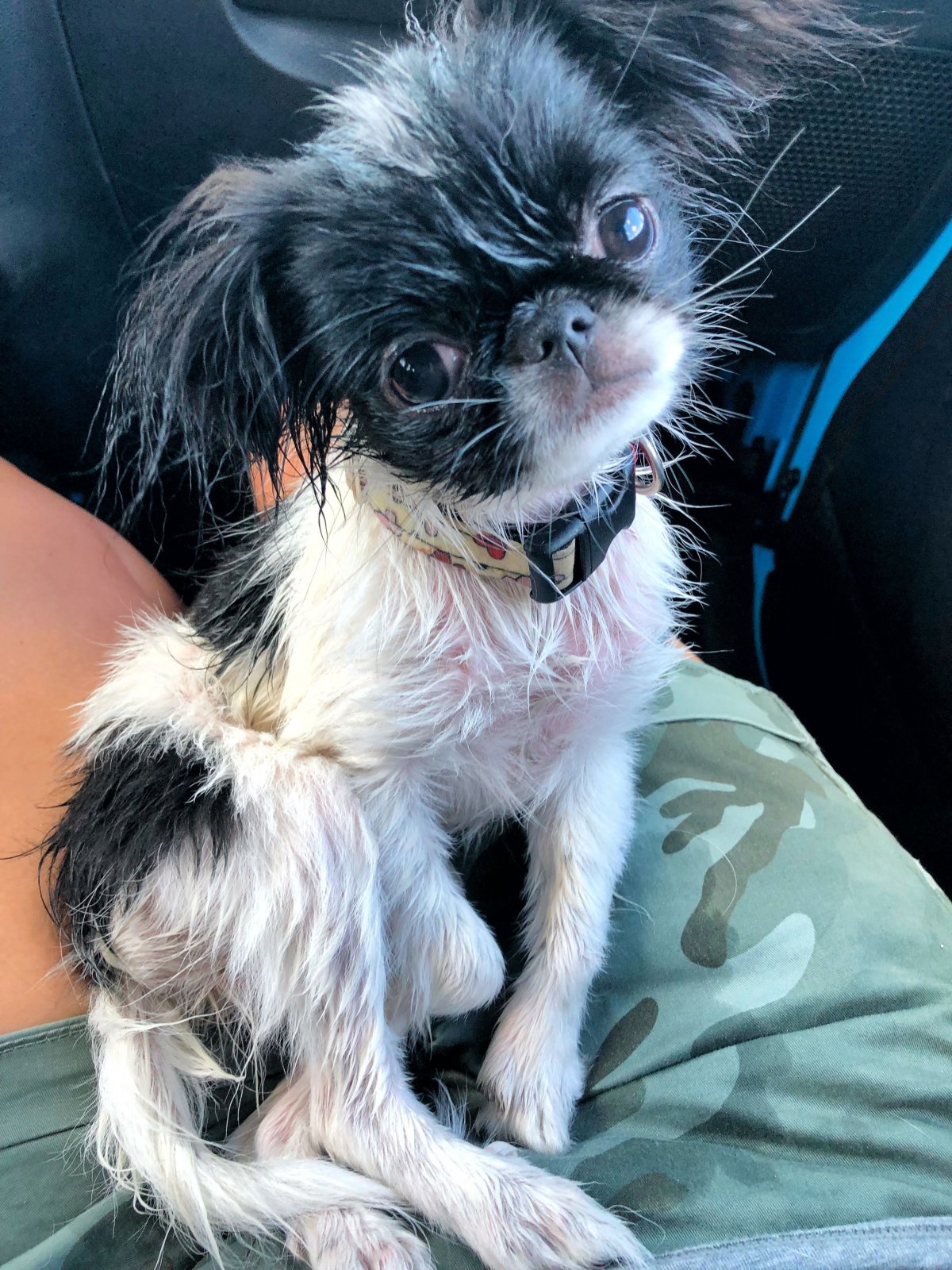 Метис японского Хина