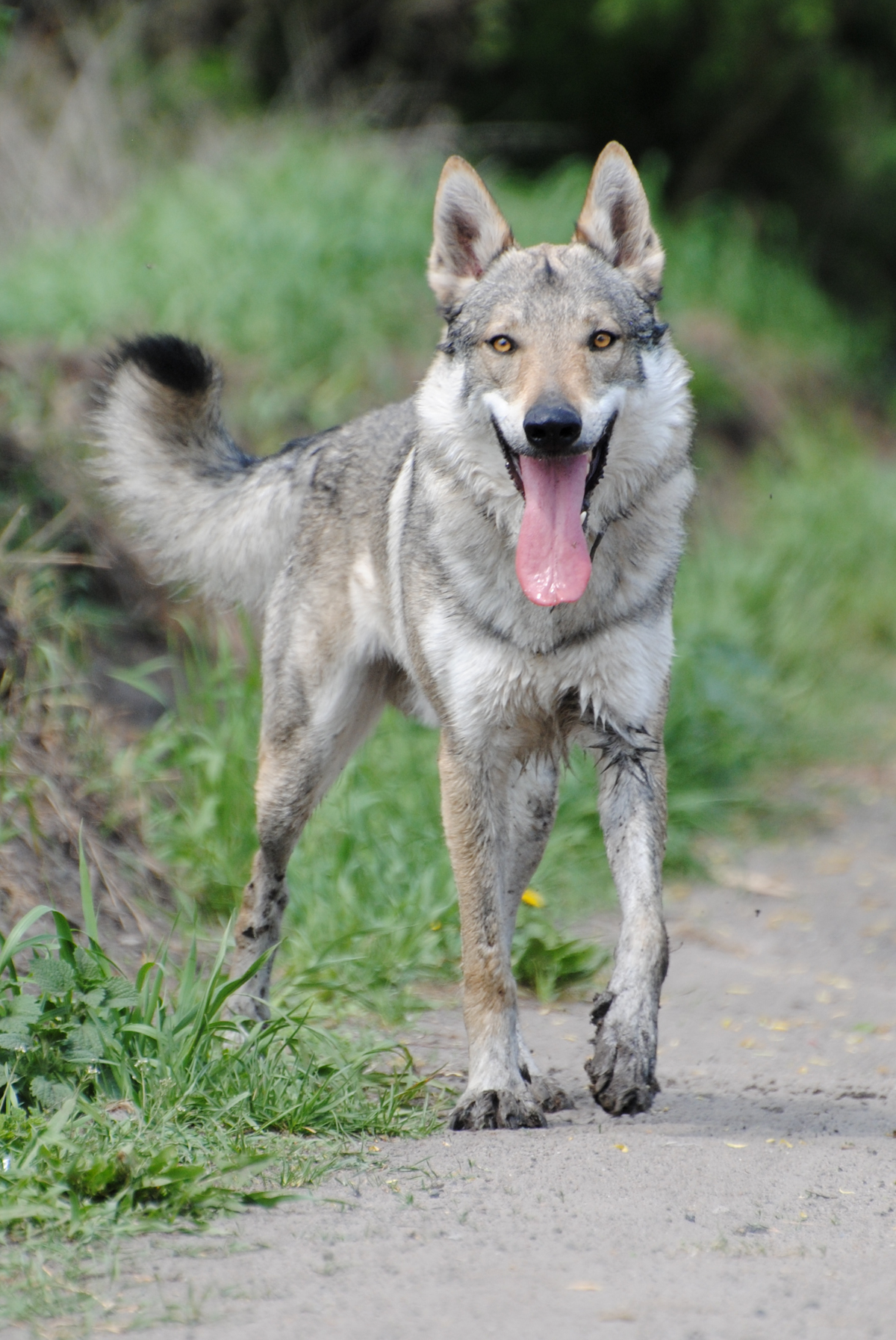 Чехословацкий влчак