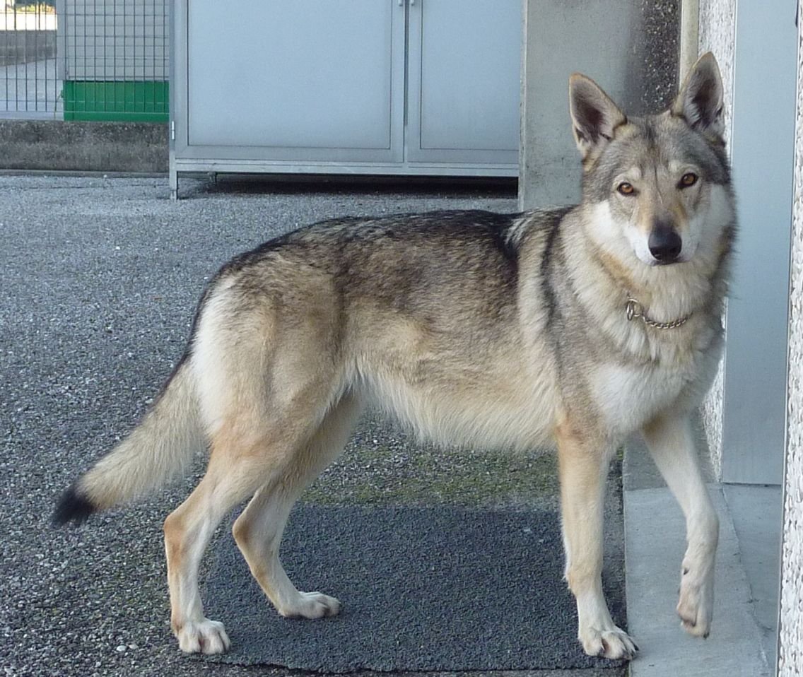 Чехословацкая Волчья собака