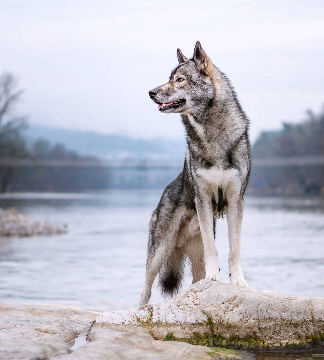 Чехословацкий влчак хвост