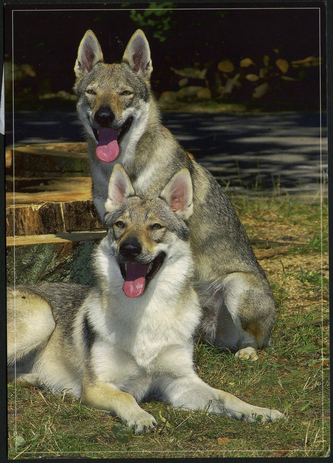 Восточно европейская овчарка голубая