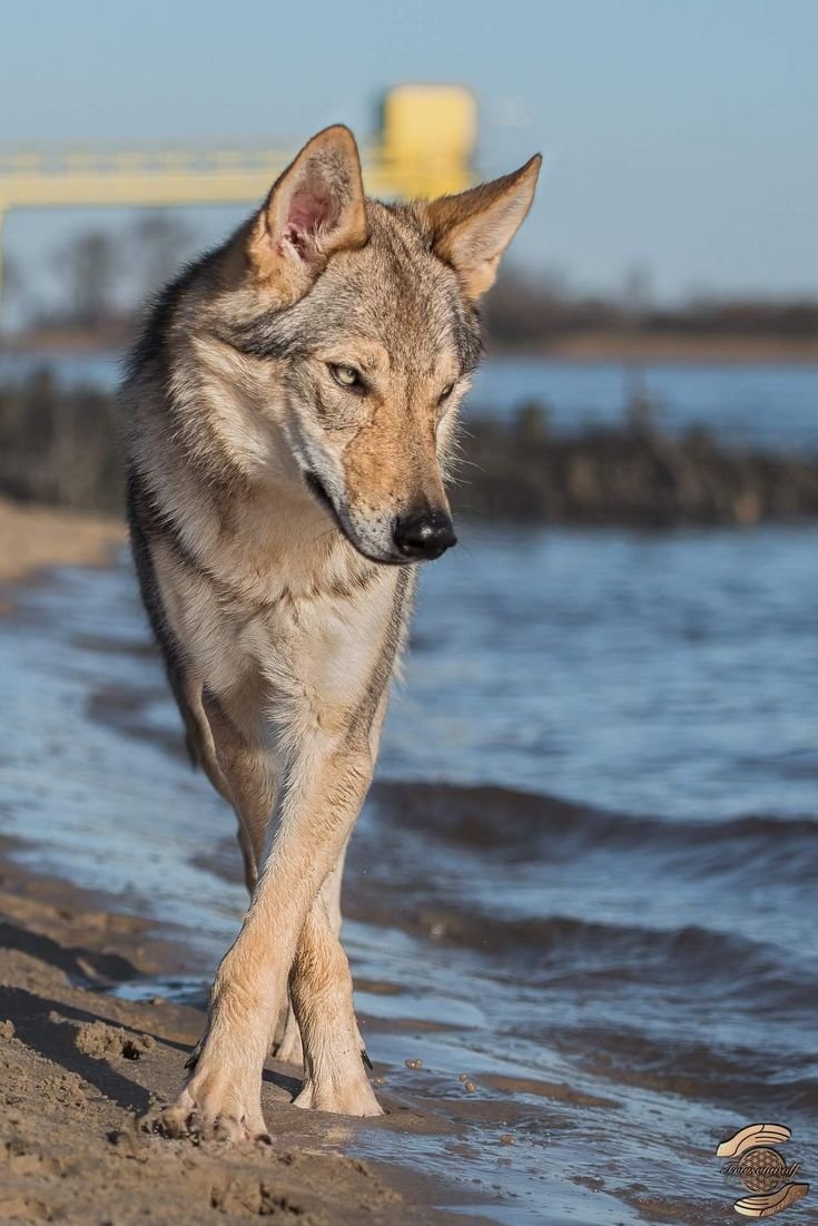 Чехословацкая Волчья собака
