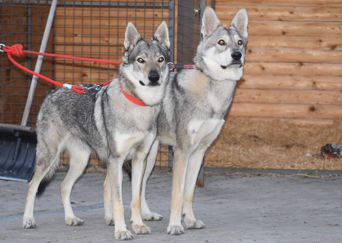 Собаки Северной Америки