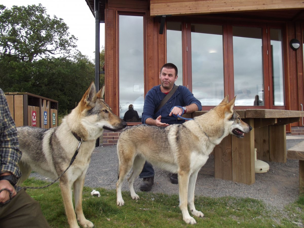 Волчья собака Сарлоса