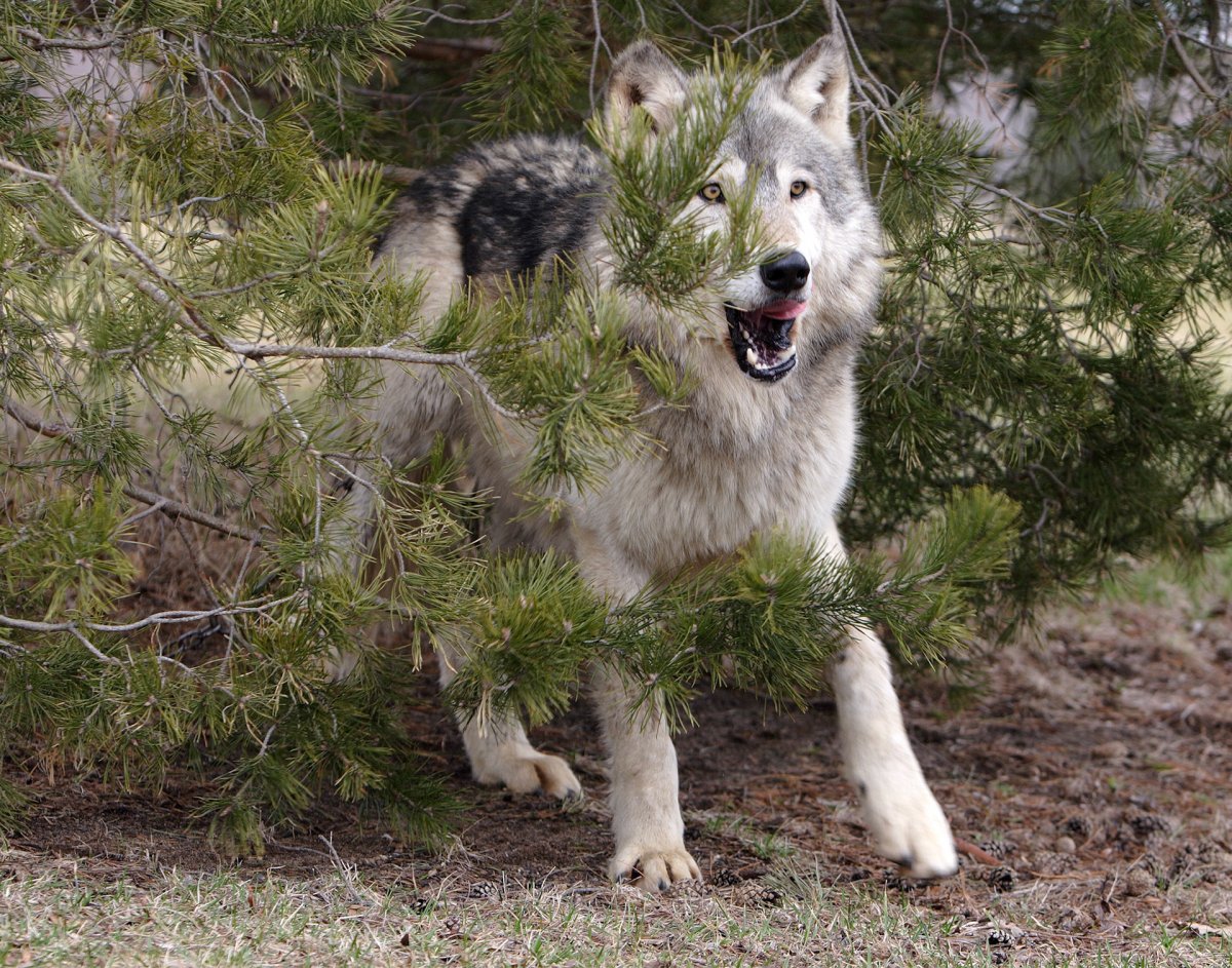 Собака Сибирская овчарка