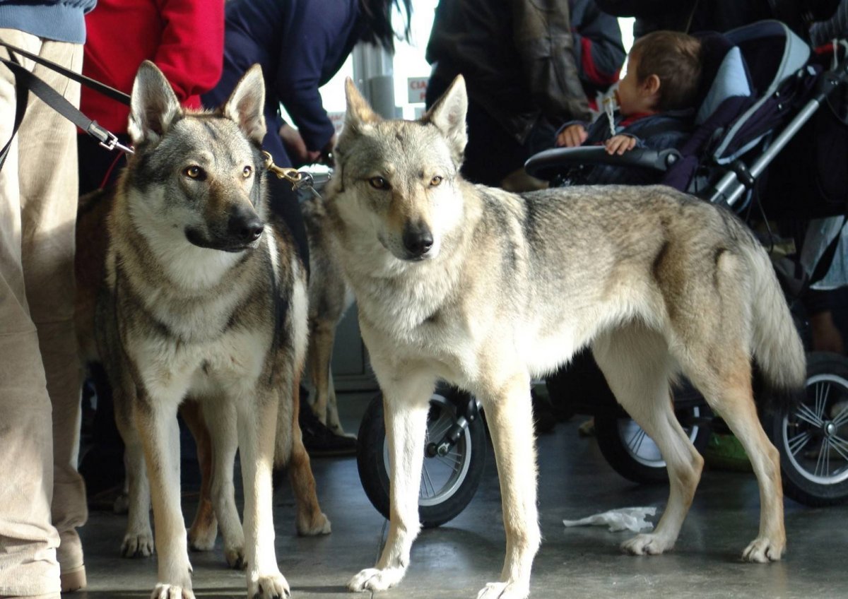 Чехословацкая Волчья