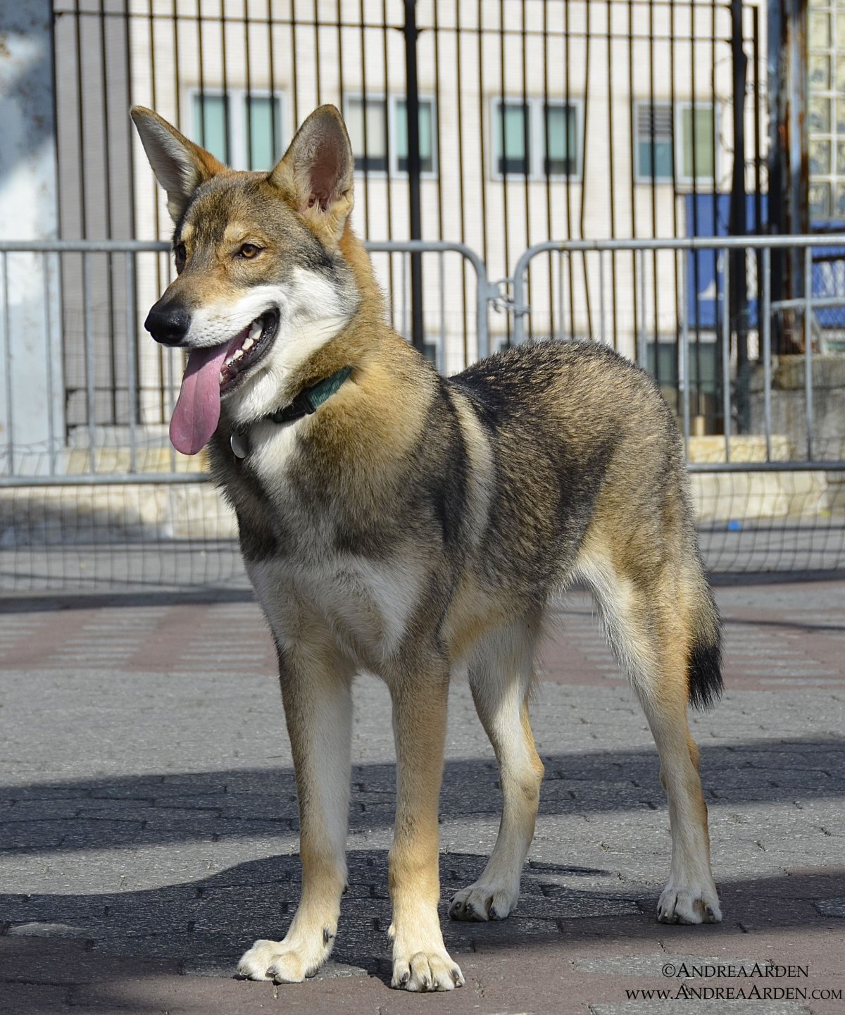 Чехословацкая овчарка