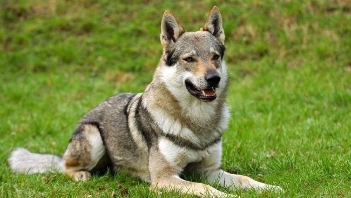 Чехословацкий влчак