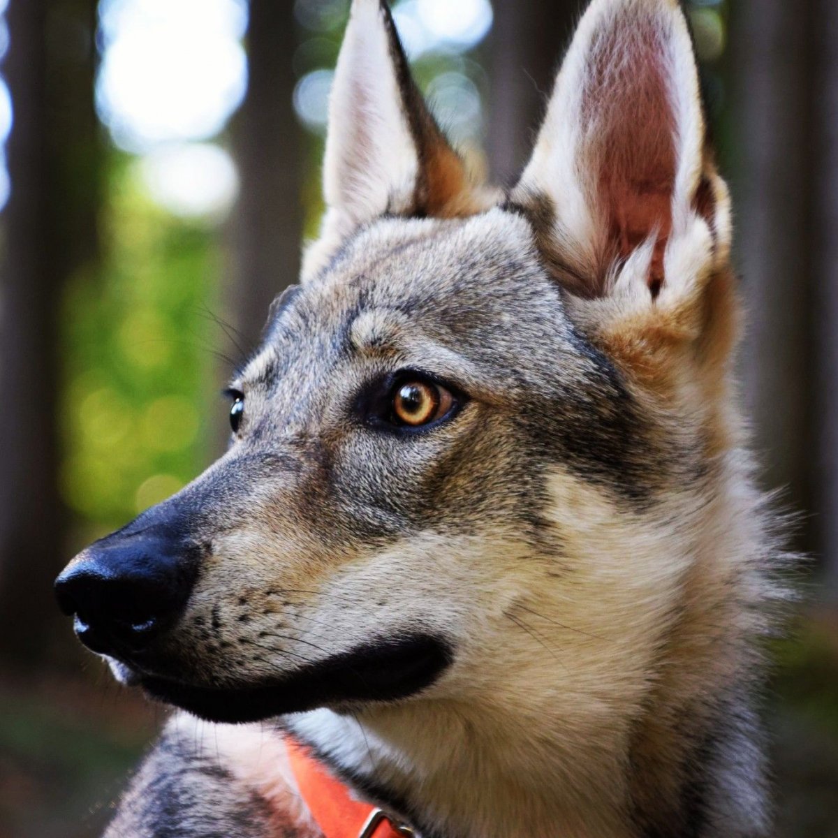Итальянский Лупо собака