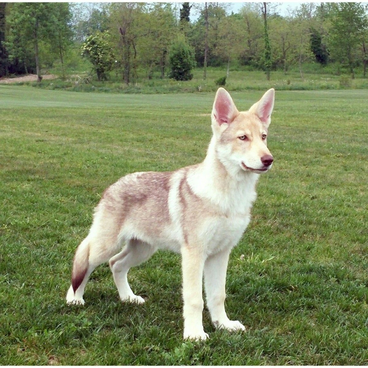 Собака чехословацкий влчак