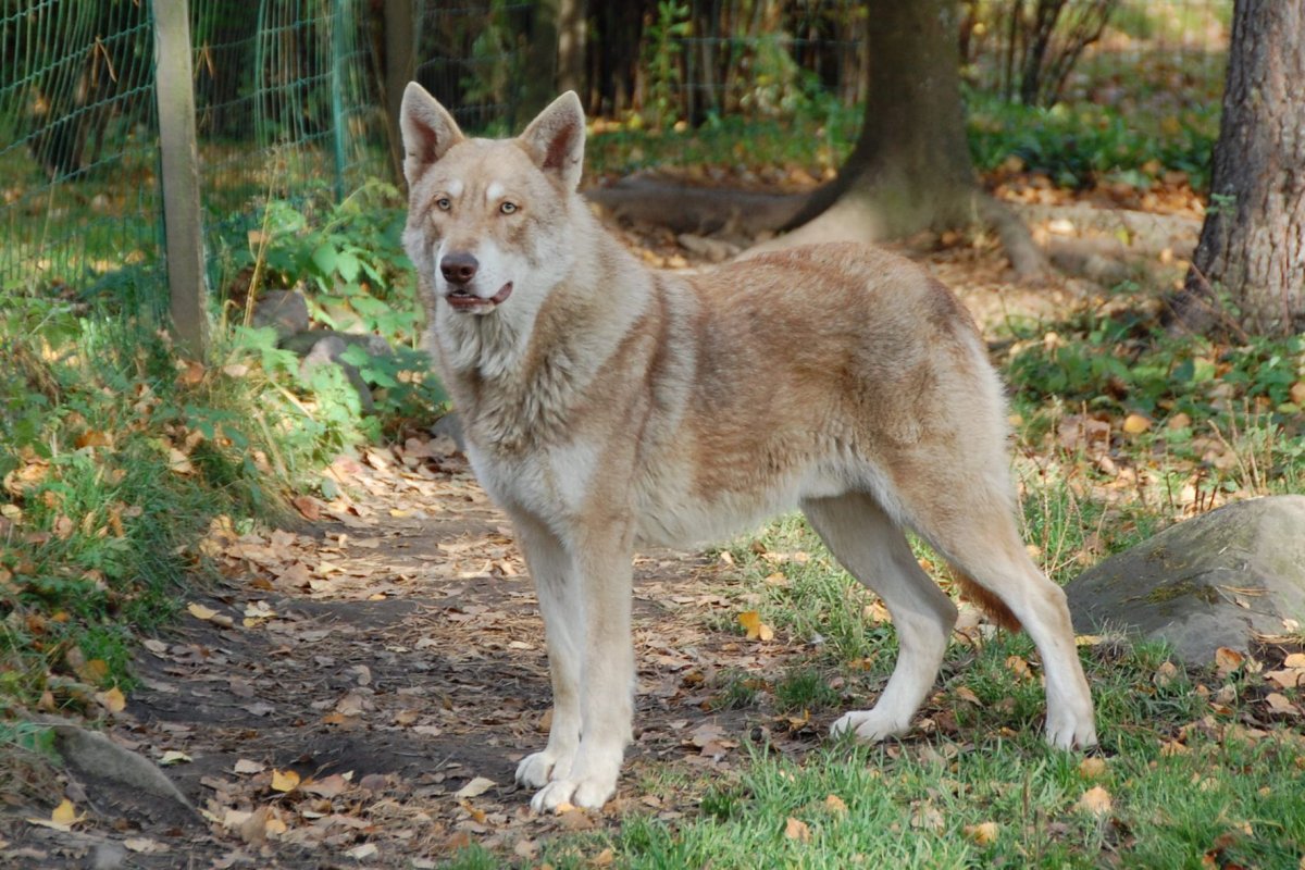 Порода чешский Волчак