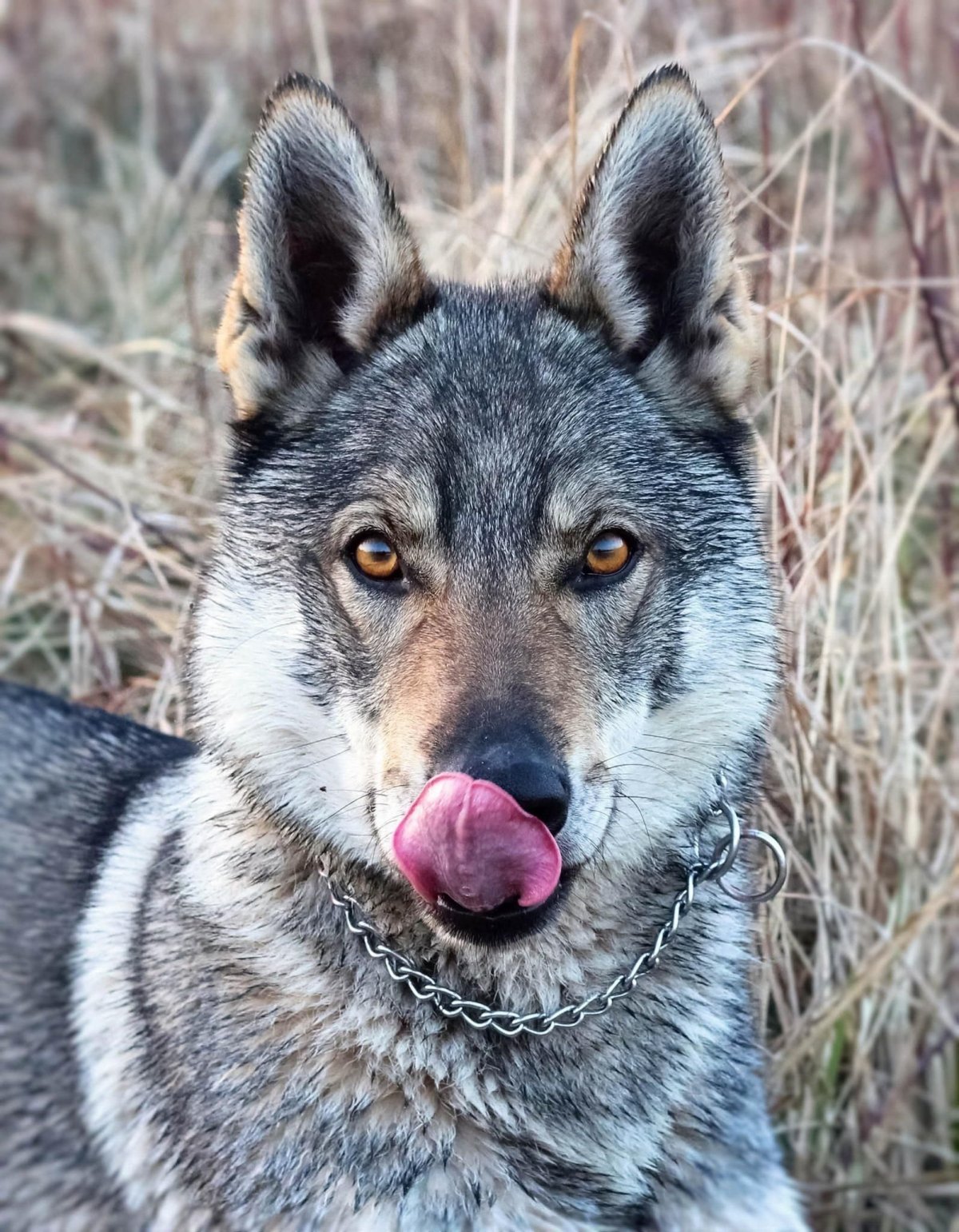 Наполовину волк наполовину собака