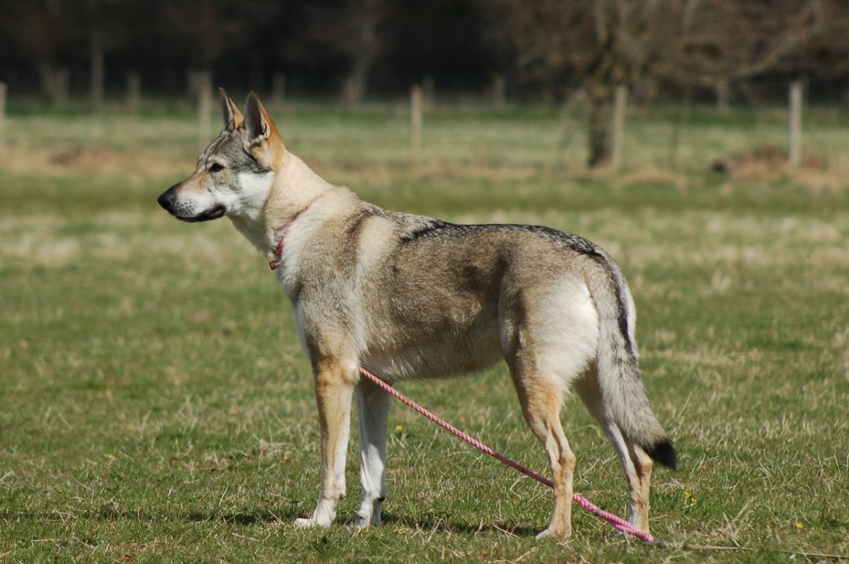 Чехословацкий влчак