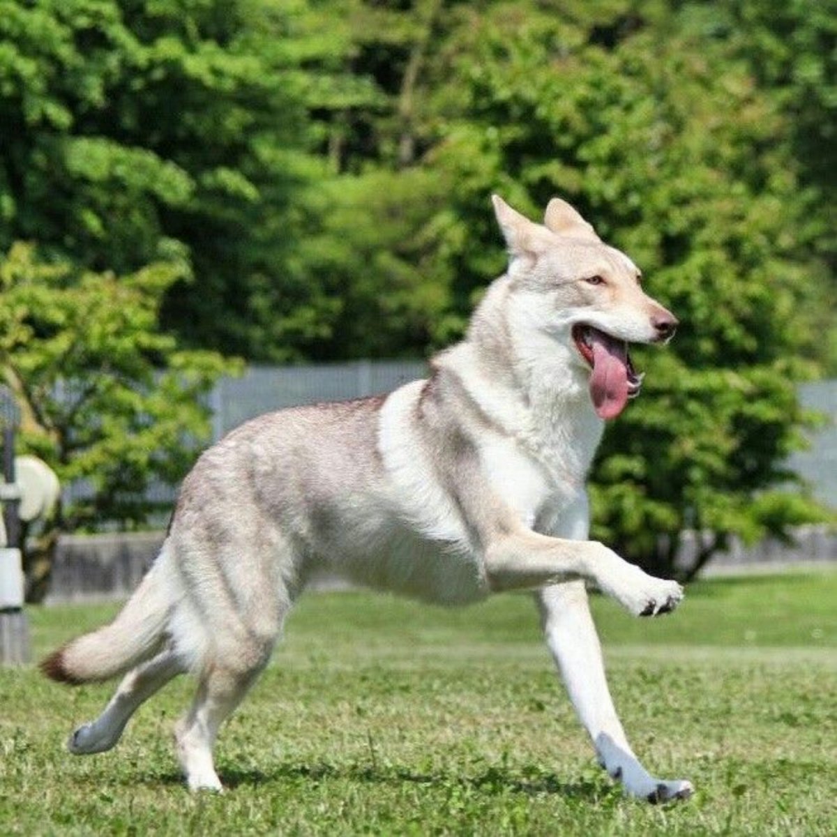 Вольф дог собака