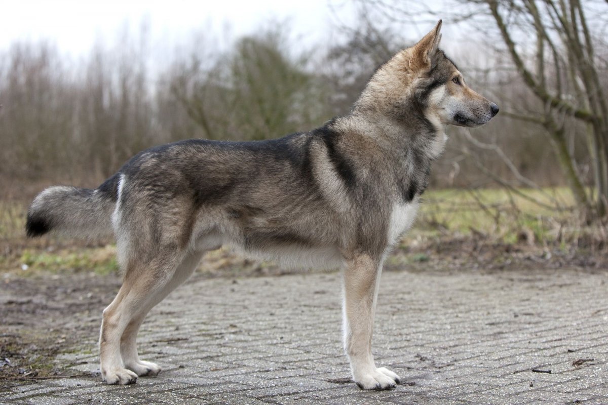 Овчарка Сарлууз Вульфхаунд