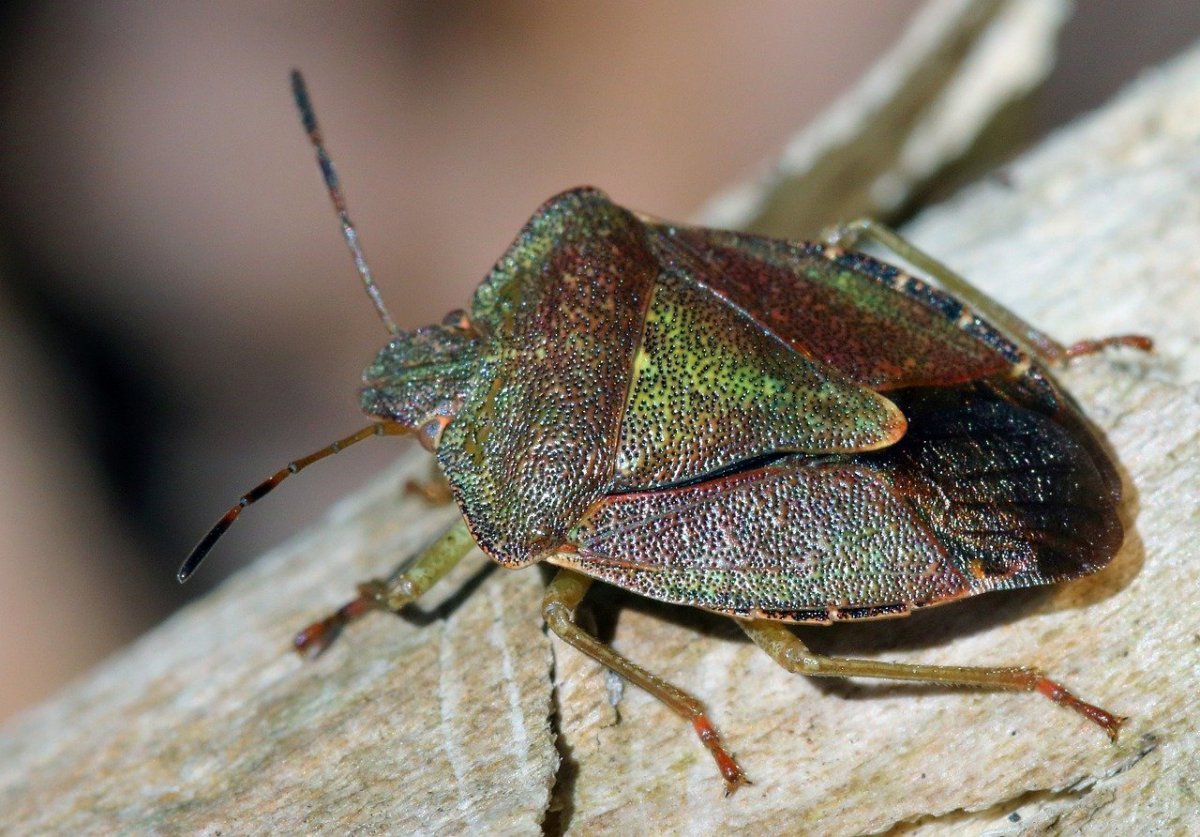 Мраморный клоп 17мм