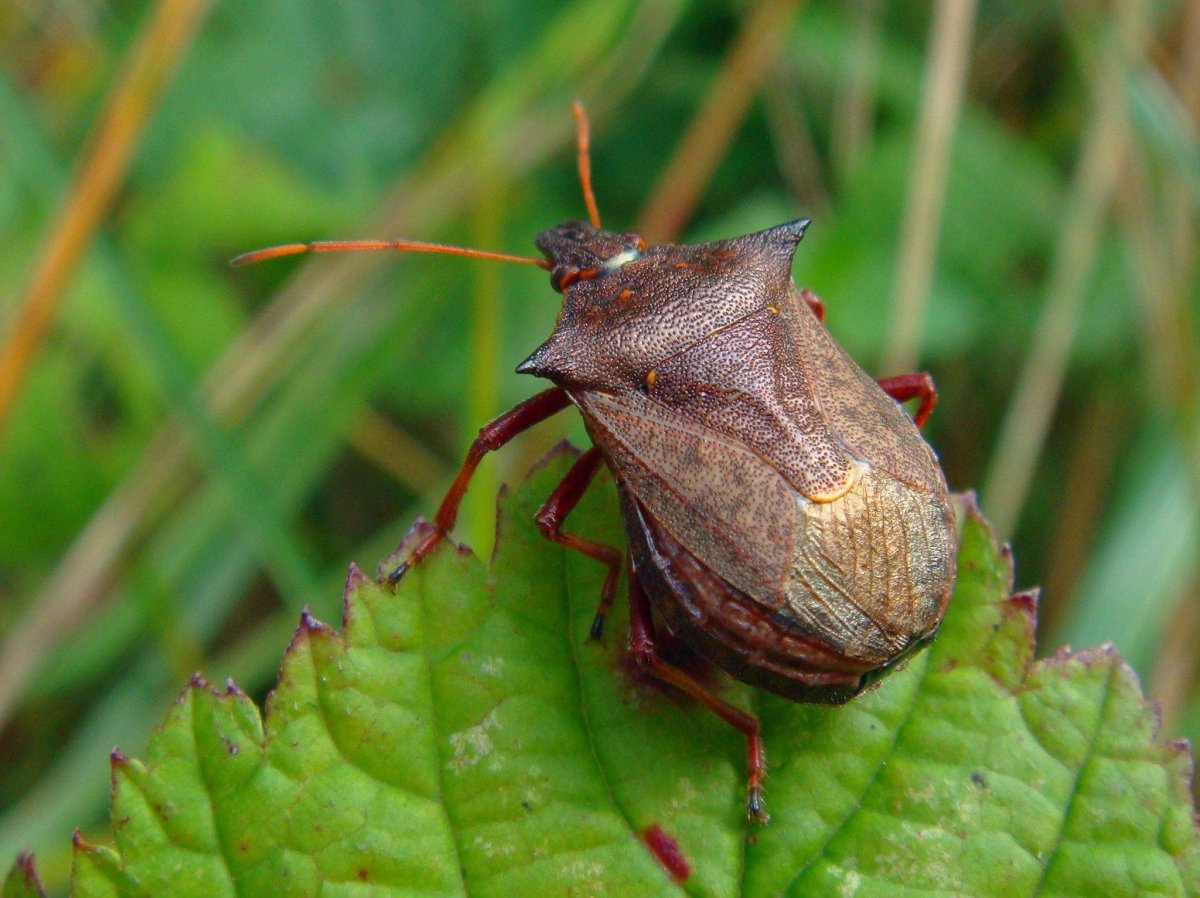 Древесный клоп щитник