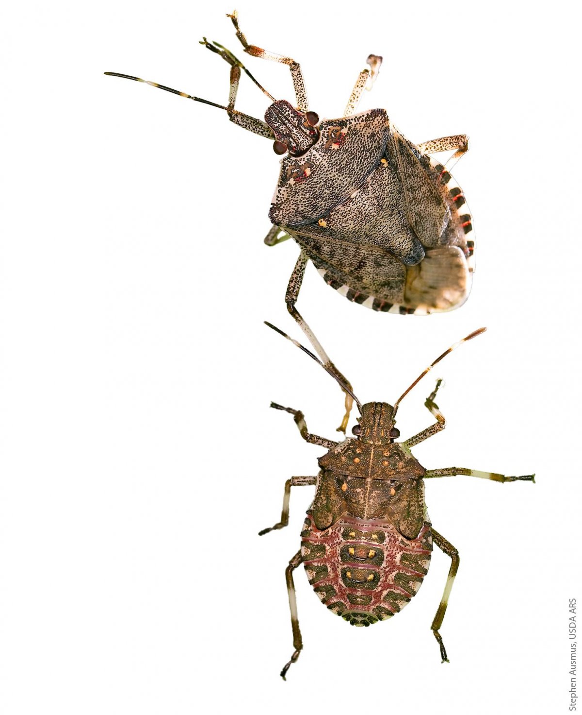 Клоп щитник зеленый древесный