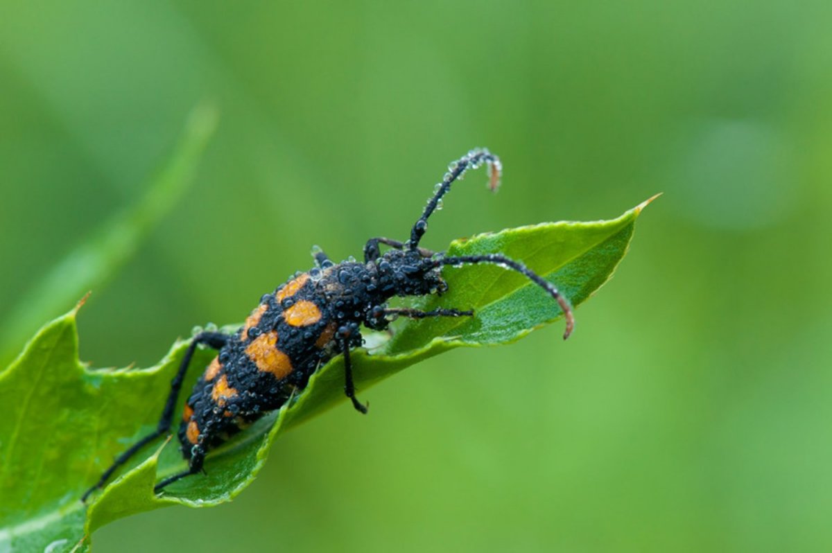 Скелет жука вонючки