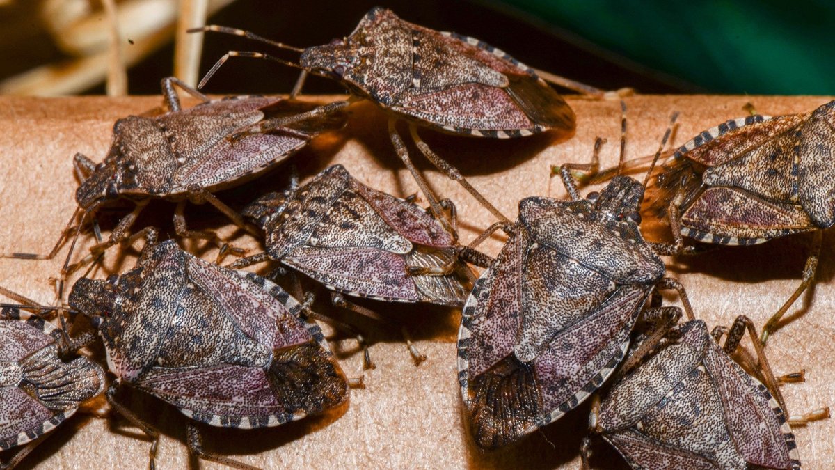 Щитник черноусый