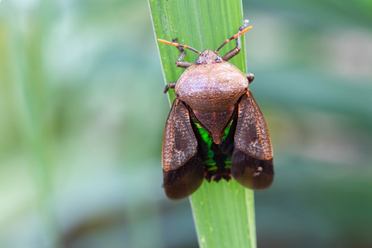 Древесный клоп щитник