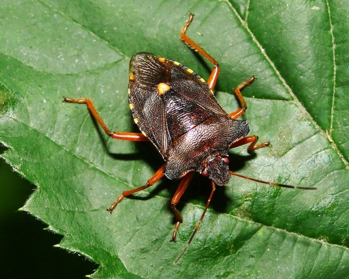 Коричневый мраморный щитник